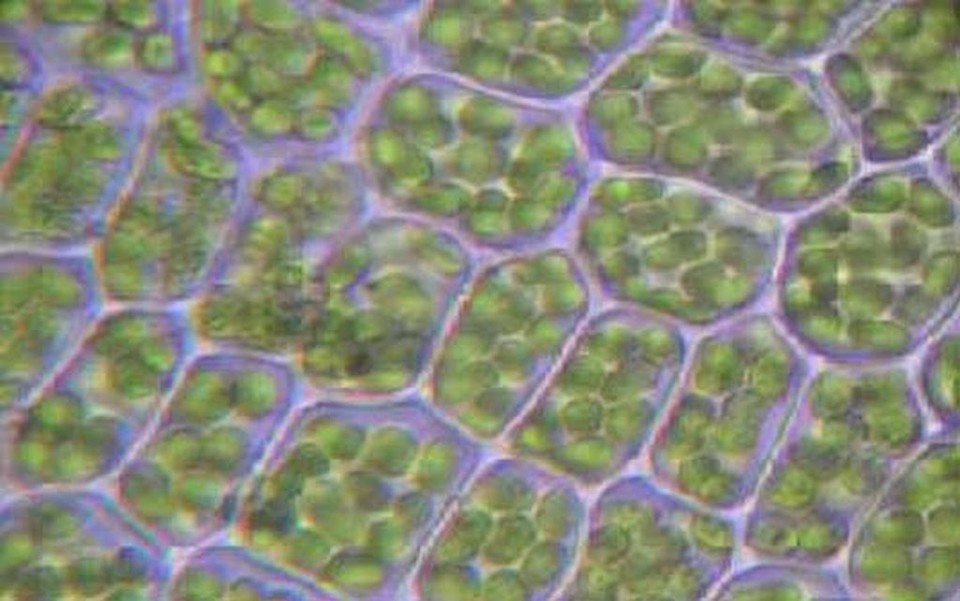 Genes do cloroplasto, uma antiga estrutura bacteriana, parecem saltar com certa facilidade para o núcleo das plantas | Reprodução
