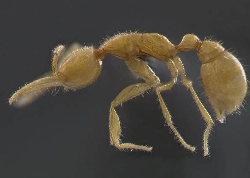 O inusitado bichinho de perfil, batizado de Martialis heureka | C. Rabeling e M. Verhaagh/PNAS