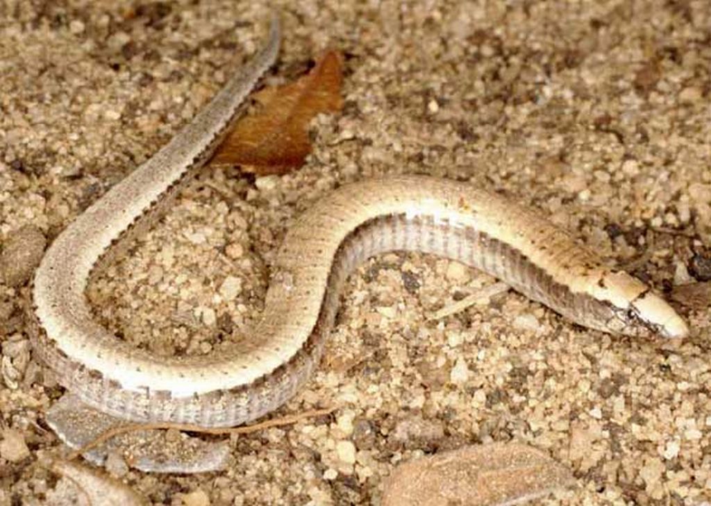 O escrivão (Scriptosaura catimbau), descrito por dois brasileiros, em seu ambiente natural | Reprodução