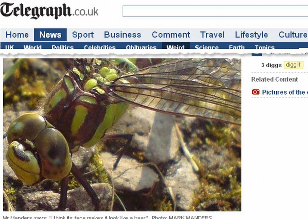 Para autor da foto, libélula tem cara de urso | Reprodução / Telegraph