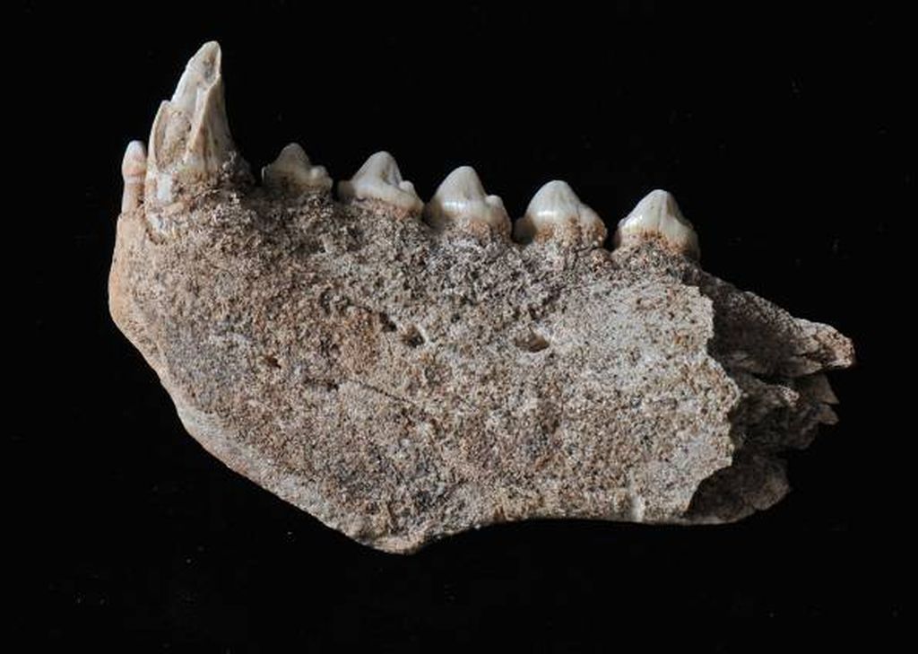 Mandíbula de foca-monge devorada por neandertais | Clive Finlayson/Museu de Gibraltar