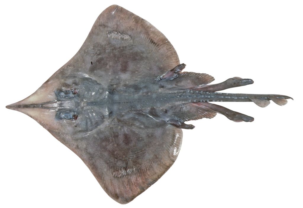 Imagem mostra a nova espécie marinha descoberta por estudiosos na Austrália | CSIRO / Reuters