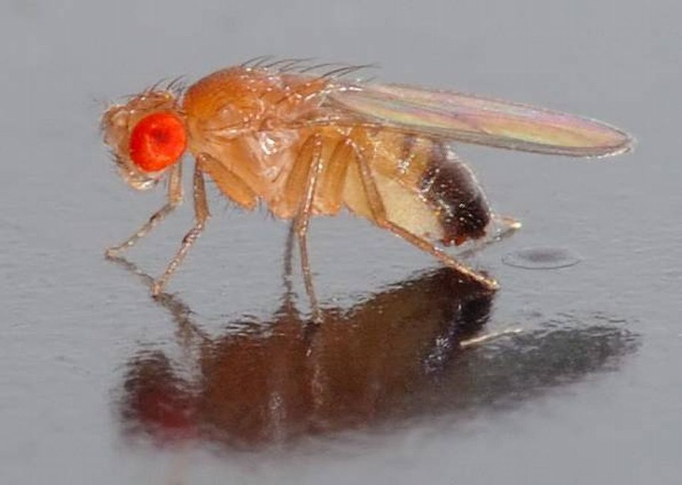 Mosca-das-frutas tem facilidade para se misturar na multidão | Reprodução / G1