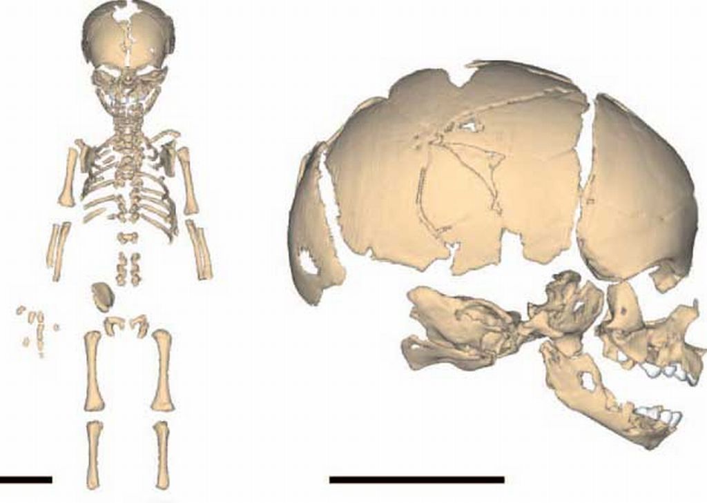 Reconstrução virtual do neandertal recém-nascido de Mezmaiskaya | PNAS / Marcia Ponce de León e Christoph Zollikofer