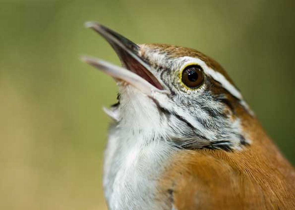 Pássaro responsável pelos duetos em close | Dale Morris/Divulgação