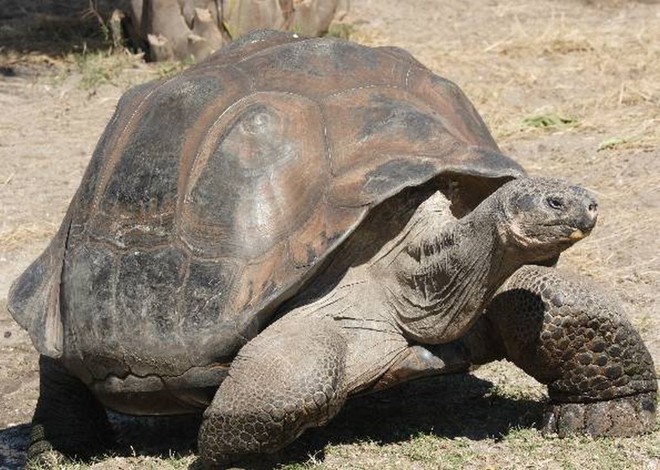 Tartaruga-gigante-das-galápagos: espécie extinta aparenta ter genes em animais ainda vivos | Reprodução / G1