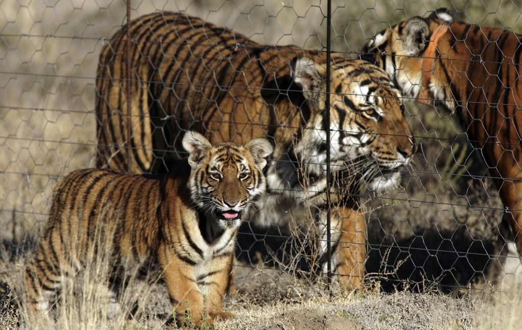 Tigre CUB passeia ao lado dos pais | Siphiwe Sibeko / Reuters