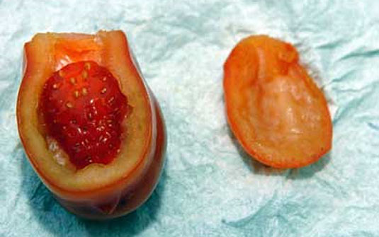 Tomatango ou moranmate? Britânica jura ter achado híbrido | Reuters