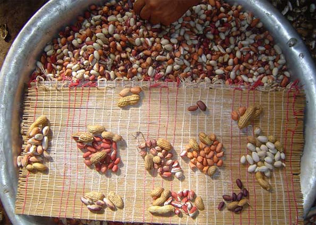 Amendoim indígena. | Reprodução