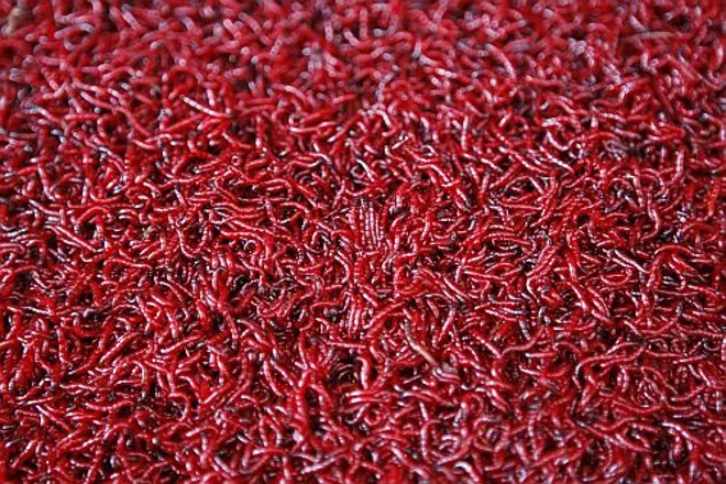 Uma espécie de minhoca viva é atração em feira de alimentos |