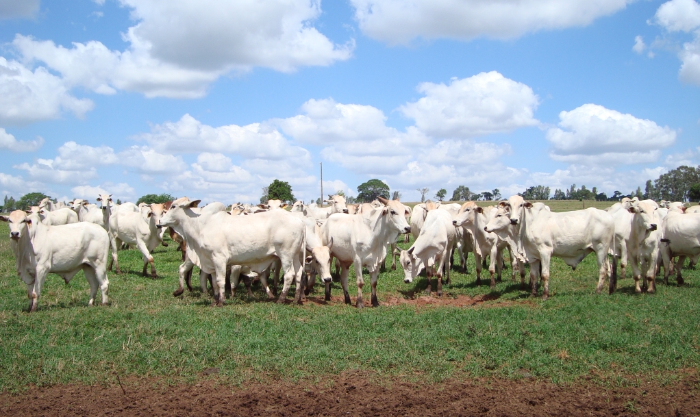 Rebanho do Sítio Pelisson, primeira área a ser habilitada pela UE no Paraná. | Octávio Rossi