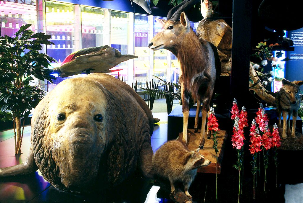 Exposição refaz a viagem do barco Beagle pela América do Sul, mostrando as espécies estudadas pelo naturalista britânico | Fotos: Divulgação