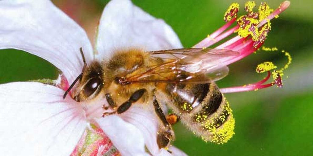Comunicação elaborada ajuda animais a aproveitar as melhores flores | H.R. Heilmann/Divulgação
