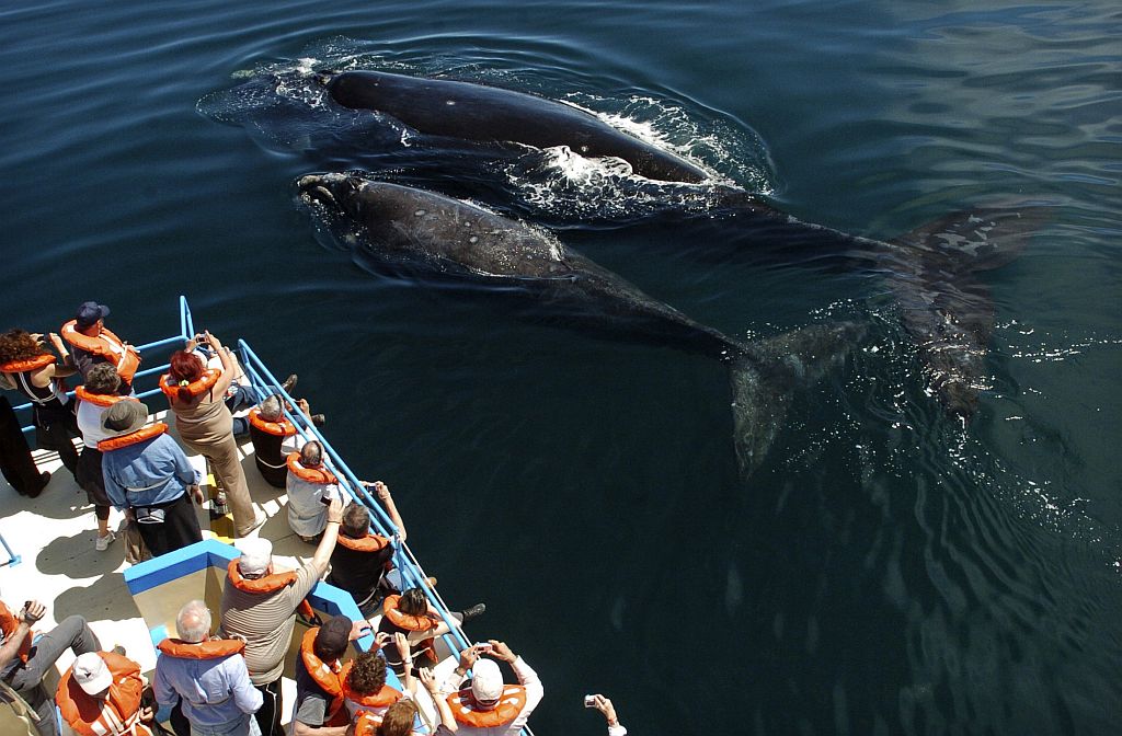 Baleias fazem a festa de turistas em Puerto Piramides, na Patagônia | Maximiliano Jonas / Reuters