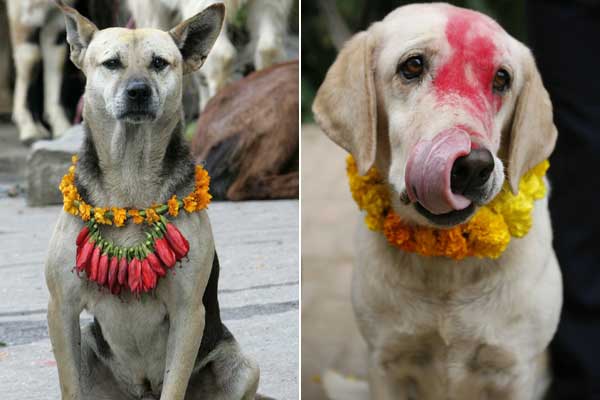 À direita, cão da polícia da raça Labrador lambe a boca após receber comida durante a celebração de um festival de cachorros em Kathmandu, no Nepal. À esquerda, um cachorro de rua é visto após um culto que ocorreu no evento | Reuters
