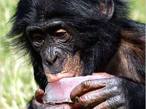 Apesar da fama de pacífico, bicho também gosta de carne | Reuters