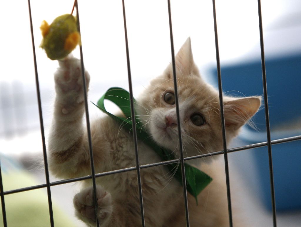 Gato sem dono brinca com rato de brinquedo antes da abertura de campeonato de gatos em Nova York nesta quarta-feira | Chip East / Reuters