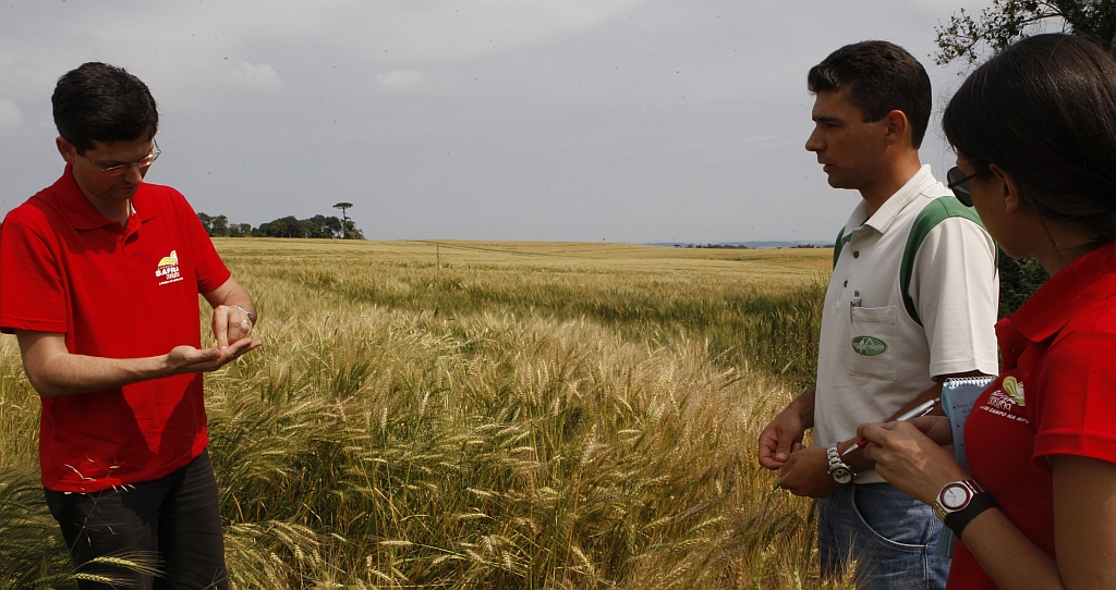 Equipe da Expedição em vistoria à lavoura de trigo do produtor Idacir Giacomin, de Vitorino (Sudoeste). | Aniele Nascimento/Gazeta do Povo