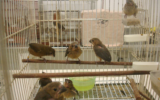 Mais de 90 pássaros silvestres são apreendidos no Pará | Divulgação/Ibama