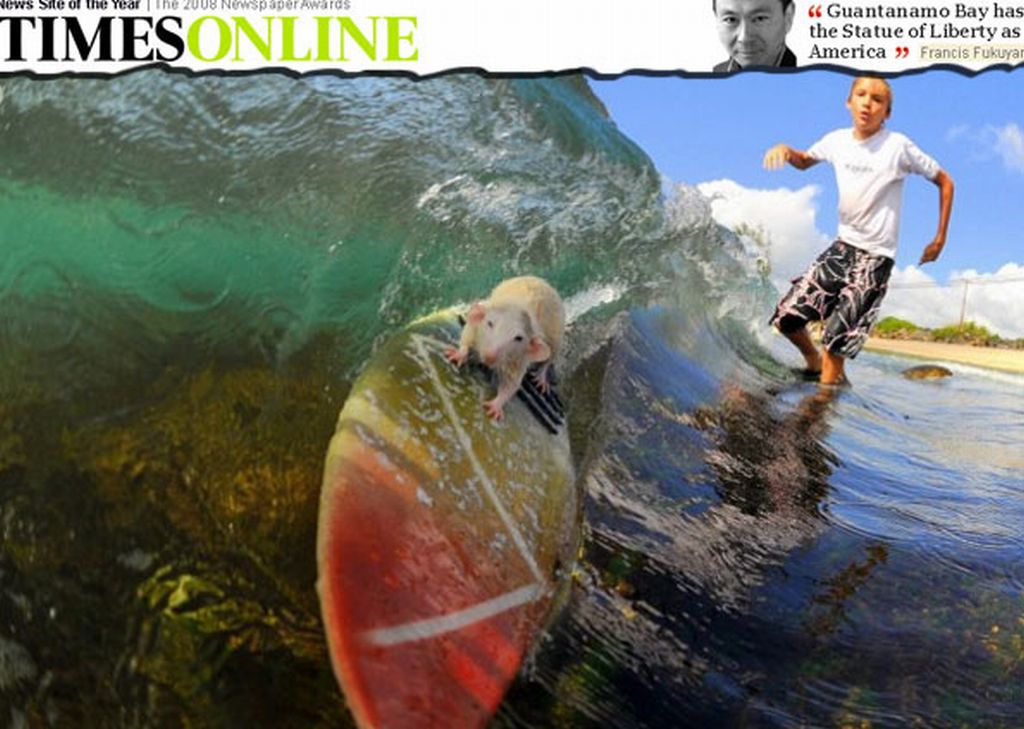 "Eles se equilibram na prancha melhor do que muitos seres humanos", afirma Hodel | Reprodução/TimesOnline