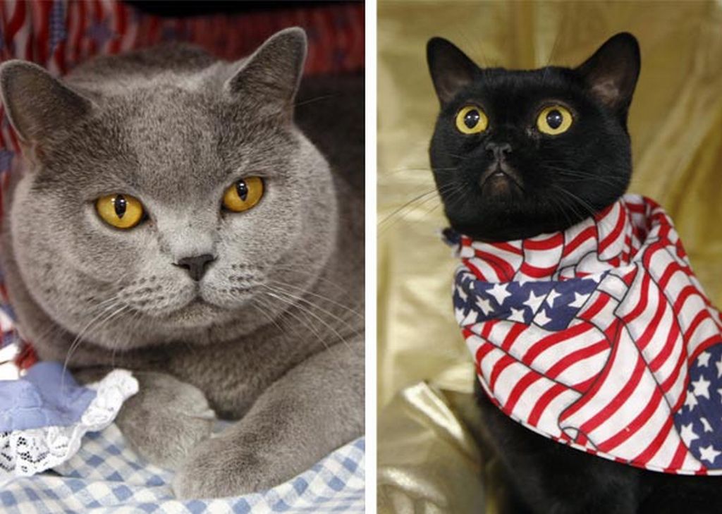 À esquerda, o gato Renegade representa John McCain na corrida presidencial de gatos. À direita, Barack Obama com a bandeira dos EUA | Chip East/Reuters
