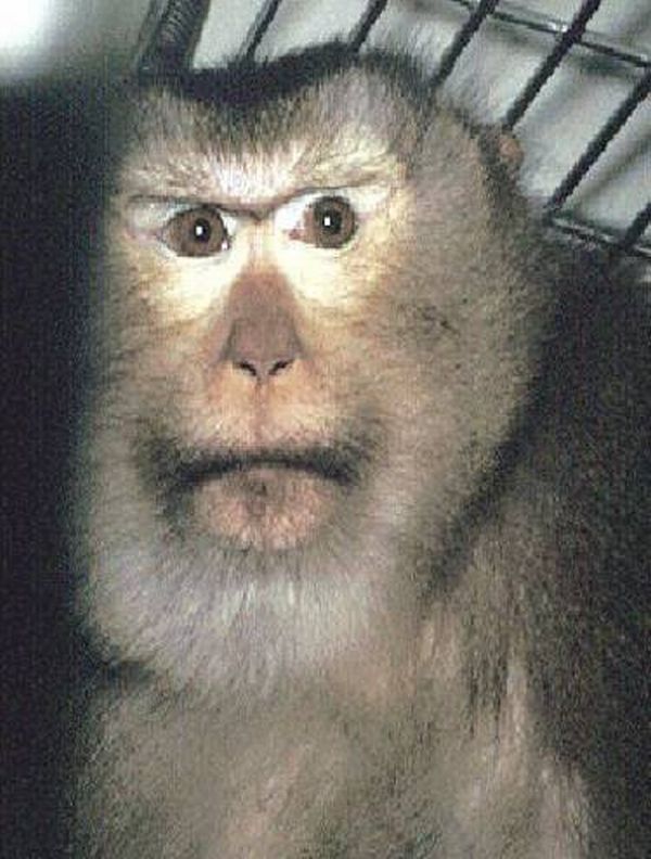 Macaco-rabo-de-porco, espécie utilizada no experimento americano | Reprodução