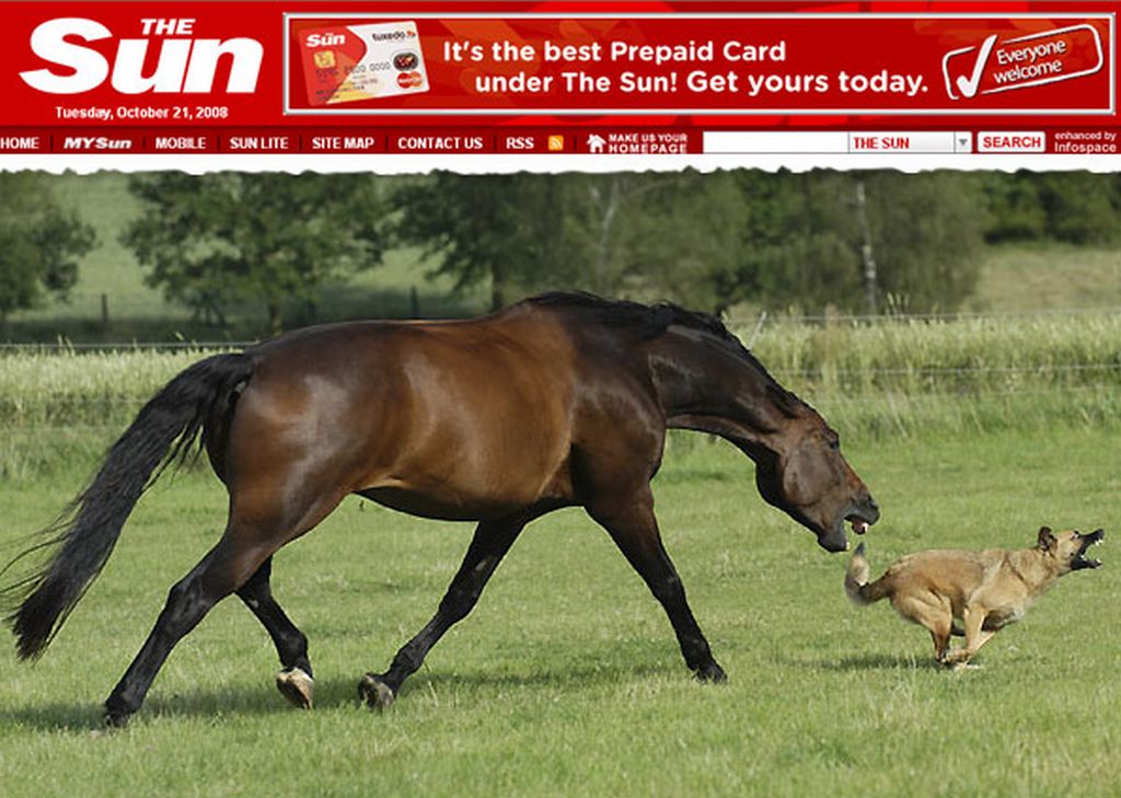 Bichos brincam de pega-pega diariamente na fazenda | Reprodução / The Sun