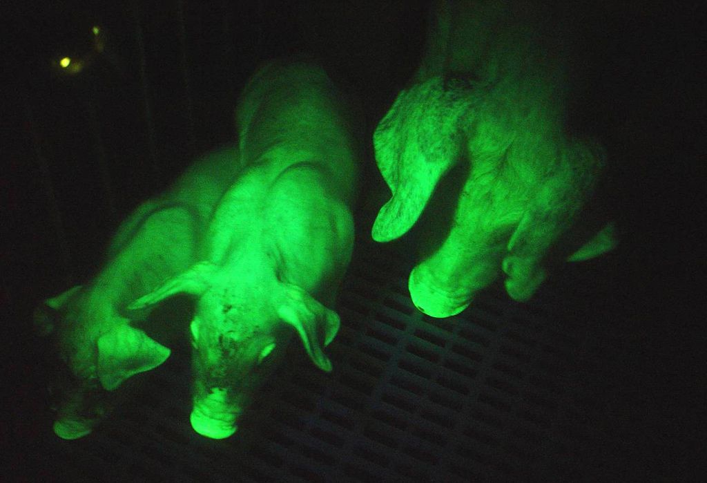 Porcos brilham no escuro por efeito da proteína fluorescente descoberta pelo trio de cientistas premiado | National Taiwan University/AFP