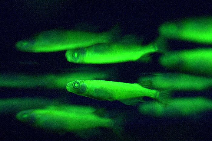Peixes ficaram fluorescentes ao receber a proteína brilhante de águas-vivas | Sam Yeh/AFP