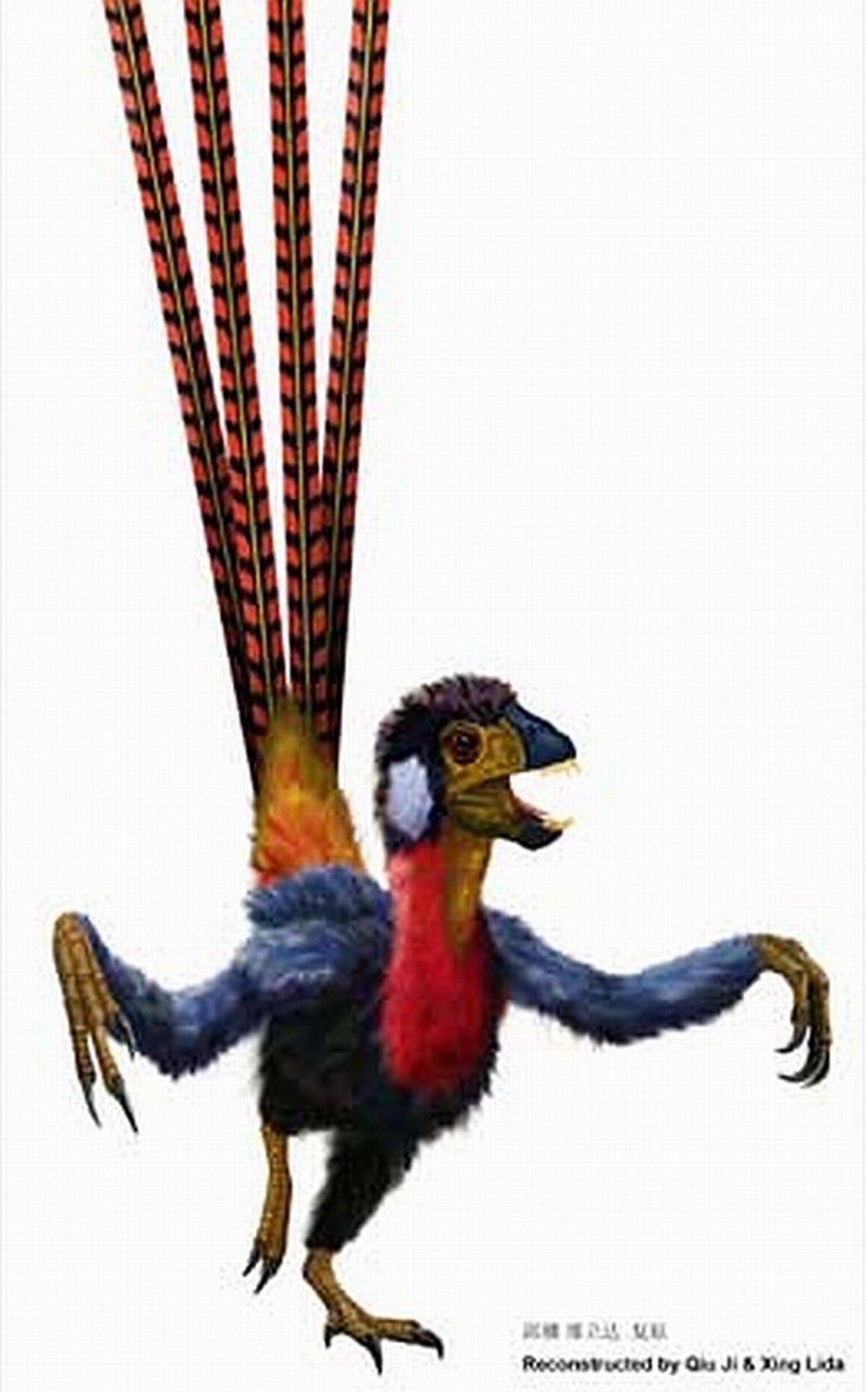 Reconstrução do estiloso Epidexipteryx hui: parente mais próximo das aves entre os dinos | Qui Ji e Xing Lida/Divulgação