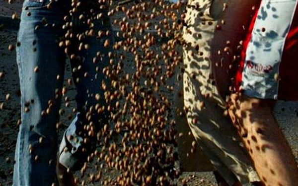 As nozes roubadas na Alemanha podem causar sérios danos à saúde dos criminosos, diz a polícia | Reuters