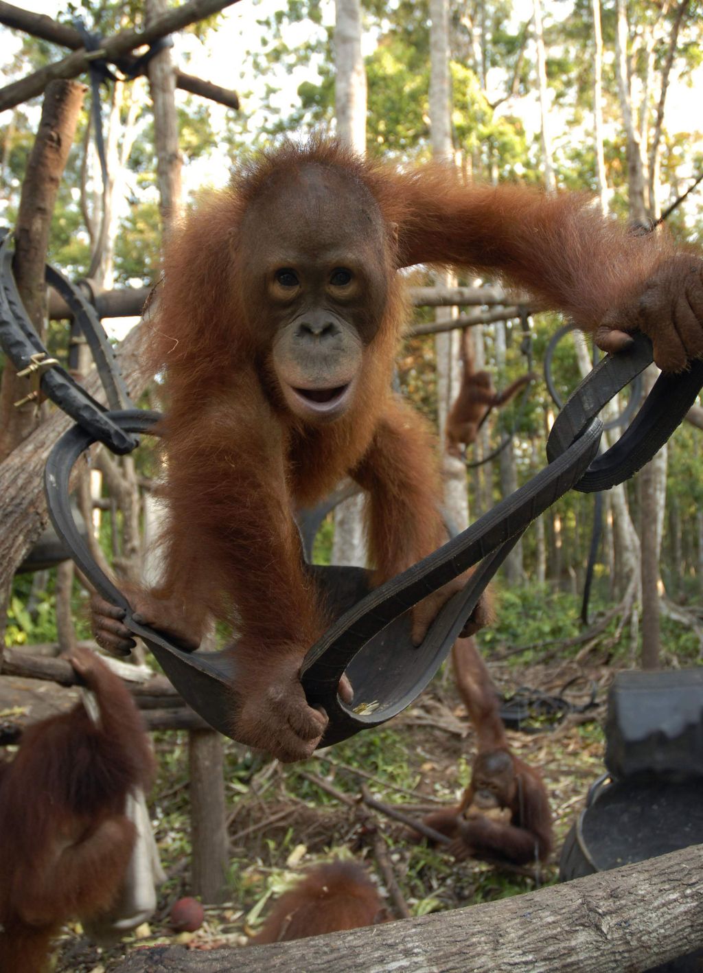 Orangotangos são moradores de ampla área de floresta de Sumatra | Hardi Baktiantoro / Reuters