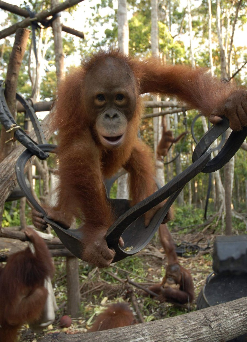 Orangotangos são moradores de ampla área de floresta de Sumatra | Hardi Baktiantoro / Reuters