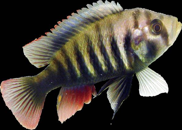 Macho de ciclídeo que vive em águas claras, onde as espécies são bem diferenciadas... | Divulgação