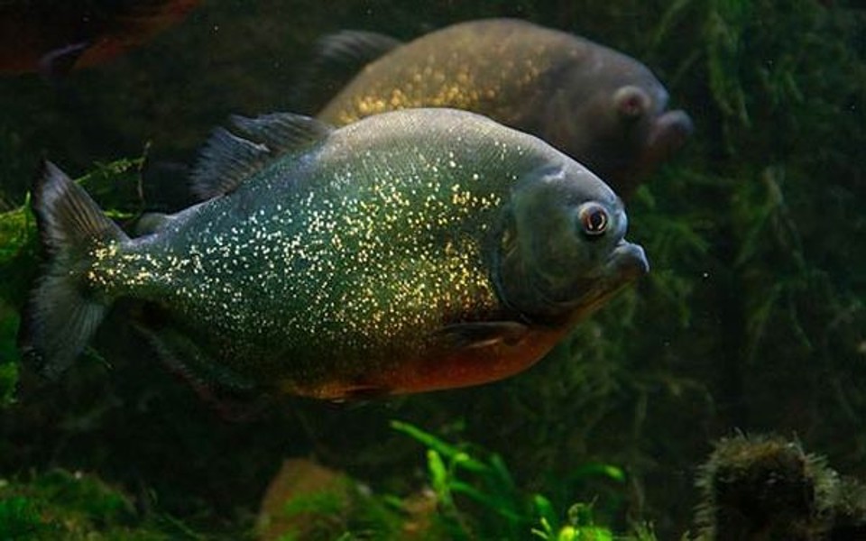 A piranha, por ser um animal carnívoro, apresenta maior contaminação por mercúrio: solo amazônico impregando pelo metal | Luc Viatour/Creative Commons