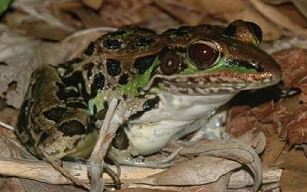 Esta rã norte-americana é uma das vítimas do herbicida | Neal Halstead/Universidade do Sul da Flórida