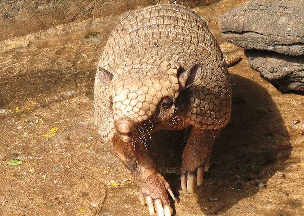 Tatupeba: o vilão dos sítios arqueológicos finalmente desmascarado | Reprodução