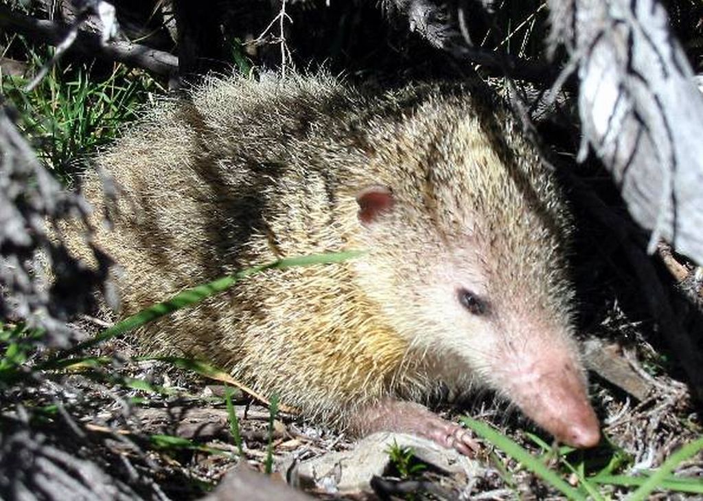 O tenrec, este estranho mamífero africano, é o campeão na quantidade de invasores do espaço em seu genoma | Reprodução