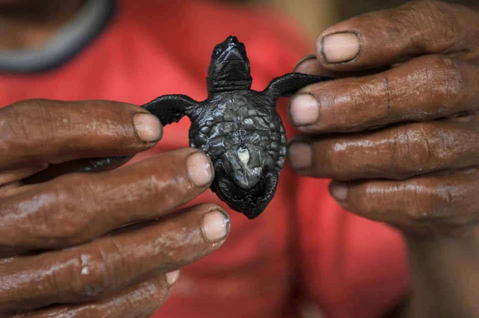 Salvadorenhos levam 1.500 tartarugas ao mar Homem mostra uma das tartarugas Golfina levadas ao mar em El Salvador | Luis Galdamez / Reuters