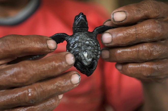 Homem mostra uma das tartarugas Golfina levadas ao mar em El Salvador | Luis Galdamez / Reuters