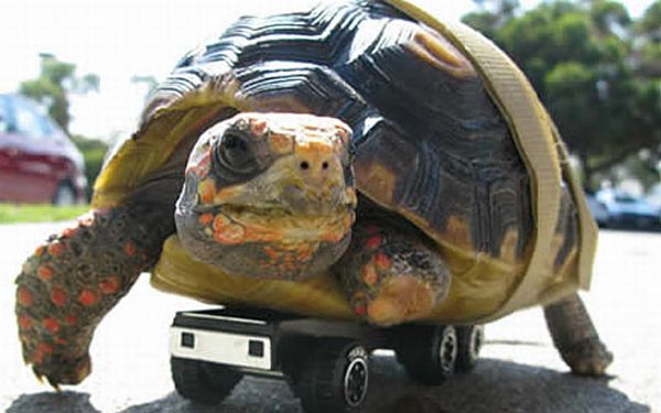 Tonka, a tartaruga com rodinhas | Reprodução