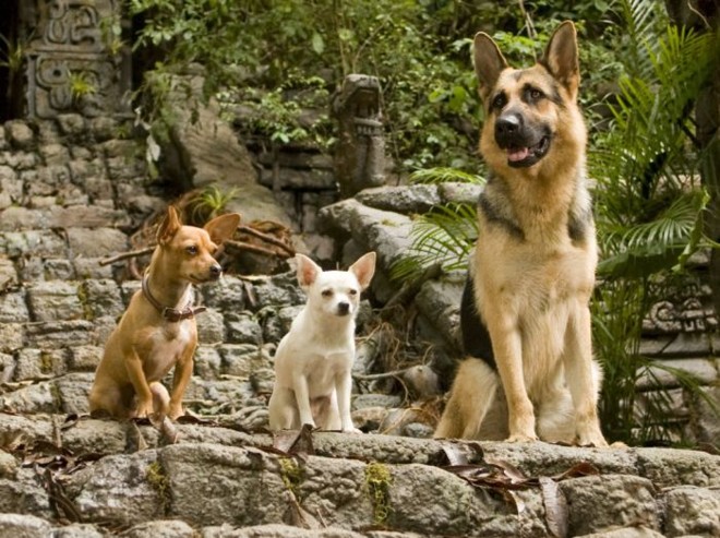 Delgado ao lado de seus amigos da raça chihuahua | 