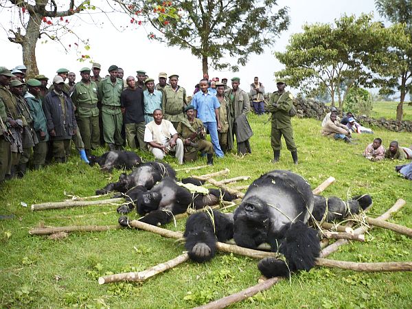 Foto de julho de 2007, quando gorilas foram ilegalmente mortos no Parque Nacional de Virunga. | Altor Musema/ International Gorilla Conservation Programme/Reuters