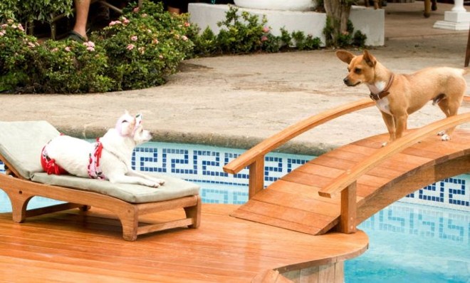 Cachorros ganham a cena em 