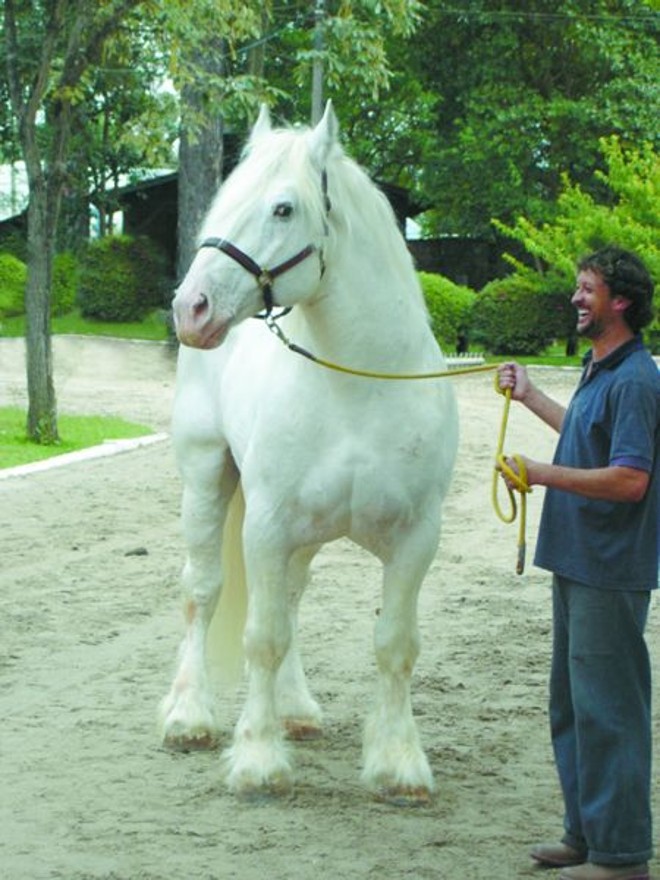 O maior cavalo do mundo- Os irmãos Crisóstomo, a bela Claudiane e o deputado Kielse, exibiram na Hípica portentoso cavalo do Haras Conselheiro Kielse, esse garboso 