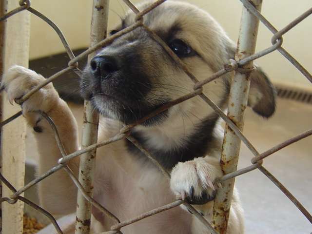 Animais são vacinados, vermifugados e castrados | Prefeitura Municipal de Maringá/Divulgação