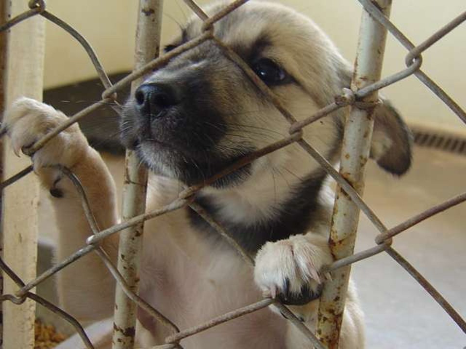 Animais são vacinados, vermifugados e castrados | Prefeitura Municipal de Maringá/Divulgação