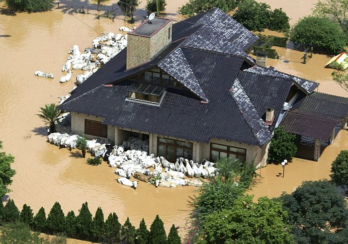 Casa de fazenda em Itajaí em meio a enchente, é também cercada por animais | Jonathas Cesario/SecomSC/Reuters