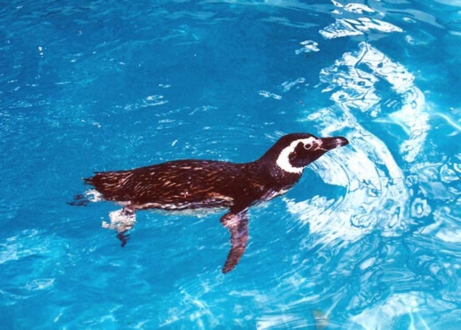 Pingüim nada no novo tanque de água salinizada em Niterói | Reprodução/José Felipe M. Pereira/Zoonit/G1