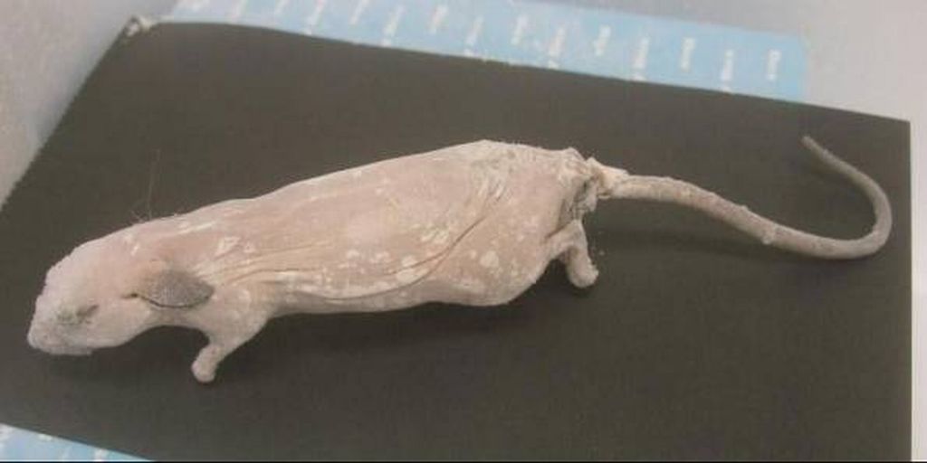 Camundongo congelado que cedeu DNA para sua própria clonagem no Japão | Divulgação